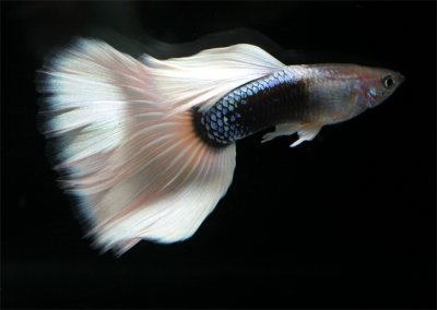guppy-fish-profile.jpg